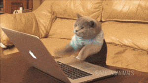 typing cat 1.2.gif