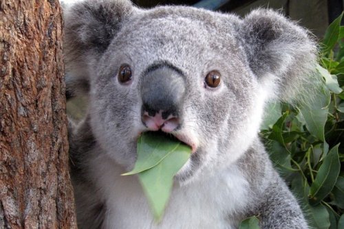 коала-питается-листьями.jpg
