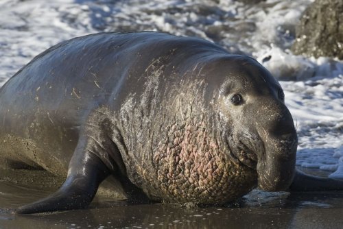 2002127964_Northern_Elephant_Seal_Piedras_Blancas_San_Simeon_CA_02feb2009.thumb.jpg.907a9158c0ed2e79b65e55959660b379.jpg