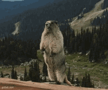 11111111111111111345534345534.gif.ed67301b74ecb5169f5dc2ba51a48e23111111111.gif